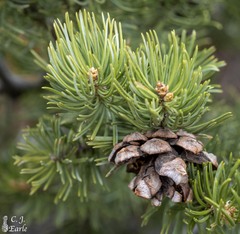 Pinus edulis