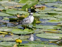 Chlidonias