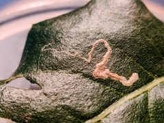 Stigmella variella