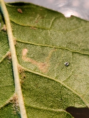 Stigmella variella