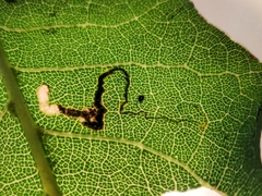 Stigmella variella