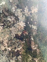 Pyrrhocoris apterus