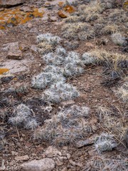 Opuntia polyacantha