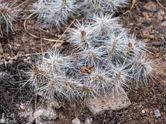 Opuntia polyacantha