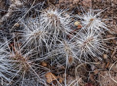 Opuntia polyacantha