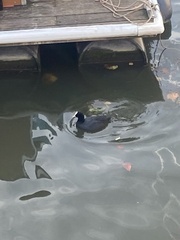 Fulica atra