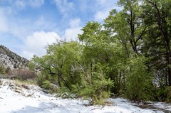 Populus angustifolia