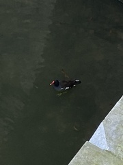 Gallinula chloropus
