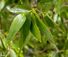 Populus angustifolia