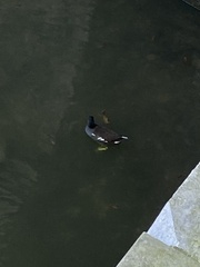 Gallinula chloropus