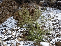 Amelanchier utahensis