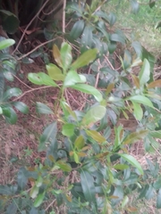 Lithraea brasiliensis