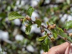 Amelanchier utahensis