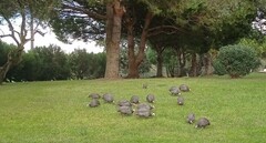 Numida meleagris domesticus