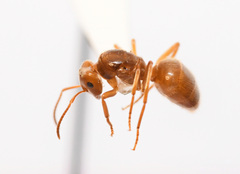 Lasius subumbratus