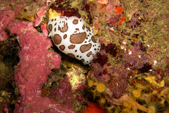 Peltodoris atromaculata