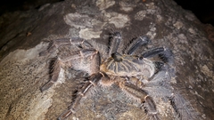 Ceratogyrus marshalli