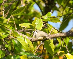 Baeolophus wollweberi