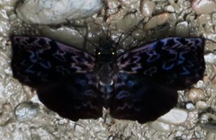 Cycloglypha caeruleonigra