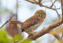 Glaucidium siju