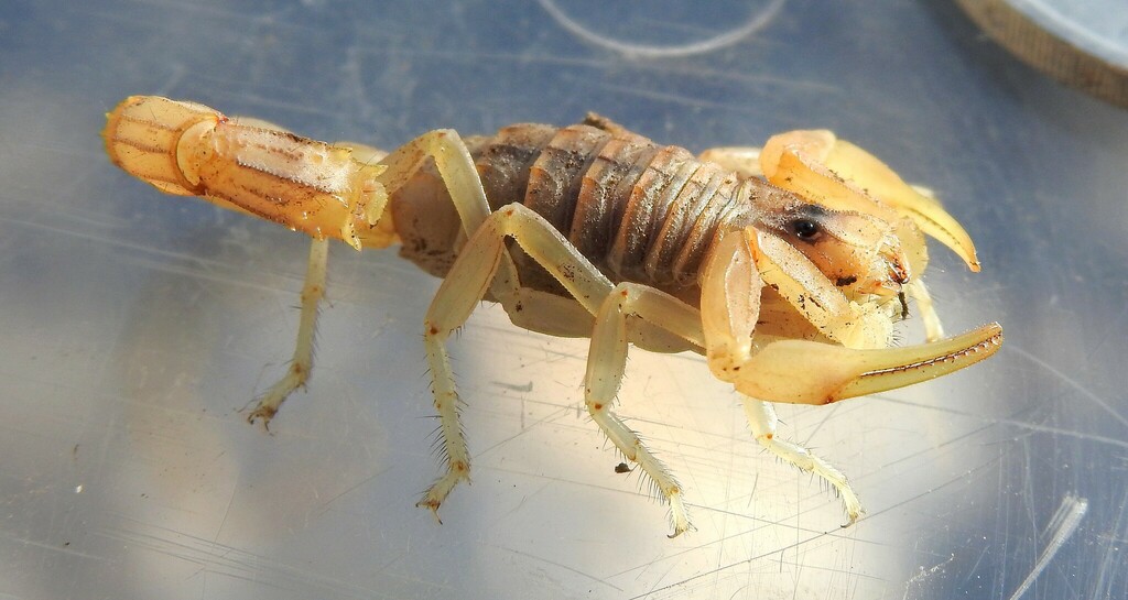 common yellow scorpion