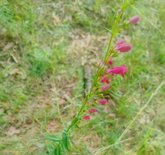 Penstemon roseus