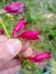 Penstemon roseus