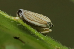 Graphocephala hieroglyphica
