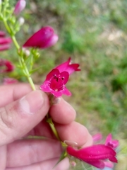 Penstemon roseus