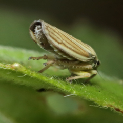 Graphocephala hieroglyphica