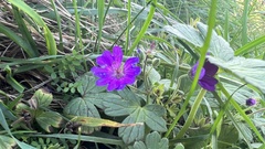 Geranium pyrenaicum