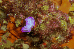 Prostheceraeus roseus