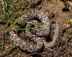 Crotalus stejnegeri
