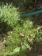 Asparagus aethiopicus