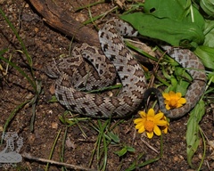Crotalus stejnegeri