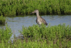 Tringa semipalmata semipalmata