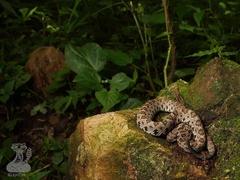 Crotalus stejnegeri