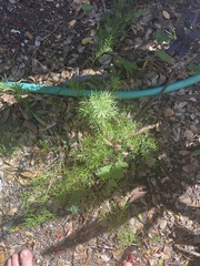 Asparagus aethiopicus