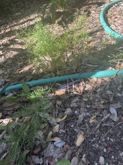 Asparagus aethiopicus
