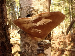 Phellinus nigricans