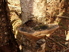 Phellinus nigricans