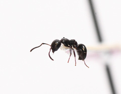 Dolichoderus taschenbergi