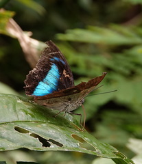 Archaeoprepona meander