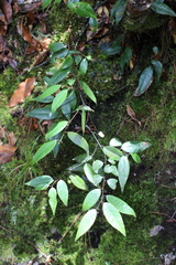 Litsea glaucescens