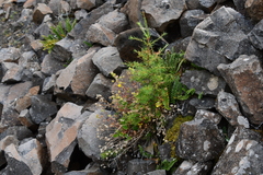 Potentilla asperrima