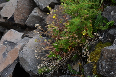 Potentilla asperrima