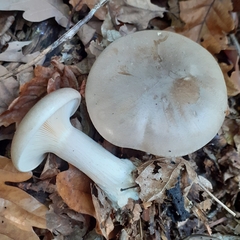 Clitocybe nebularis