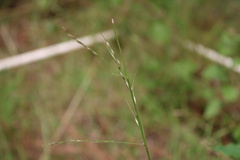 Eragrostis tenuifolia