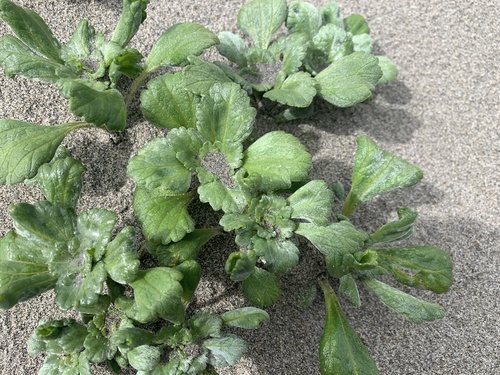 Silver bur ragweed (Ambrosia chamissonis)