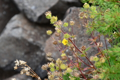 Potentilla asperrima